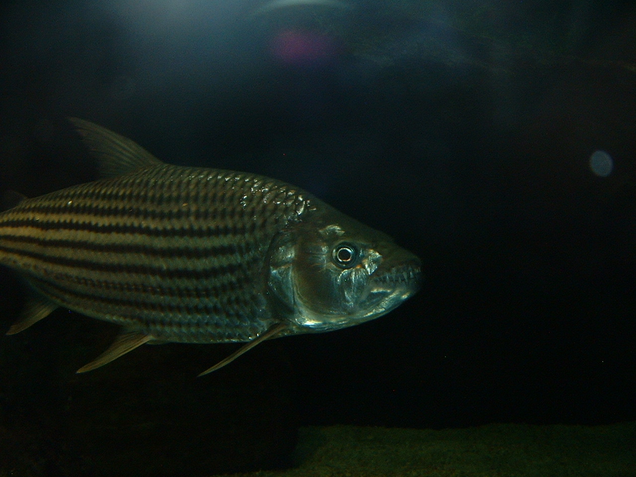 National Zoo of South Africa (Aquarium)