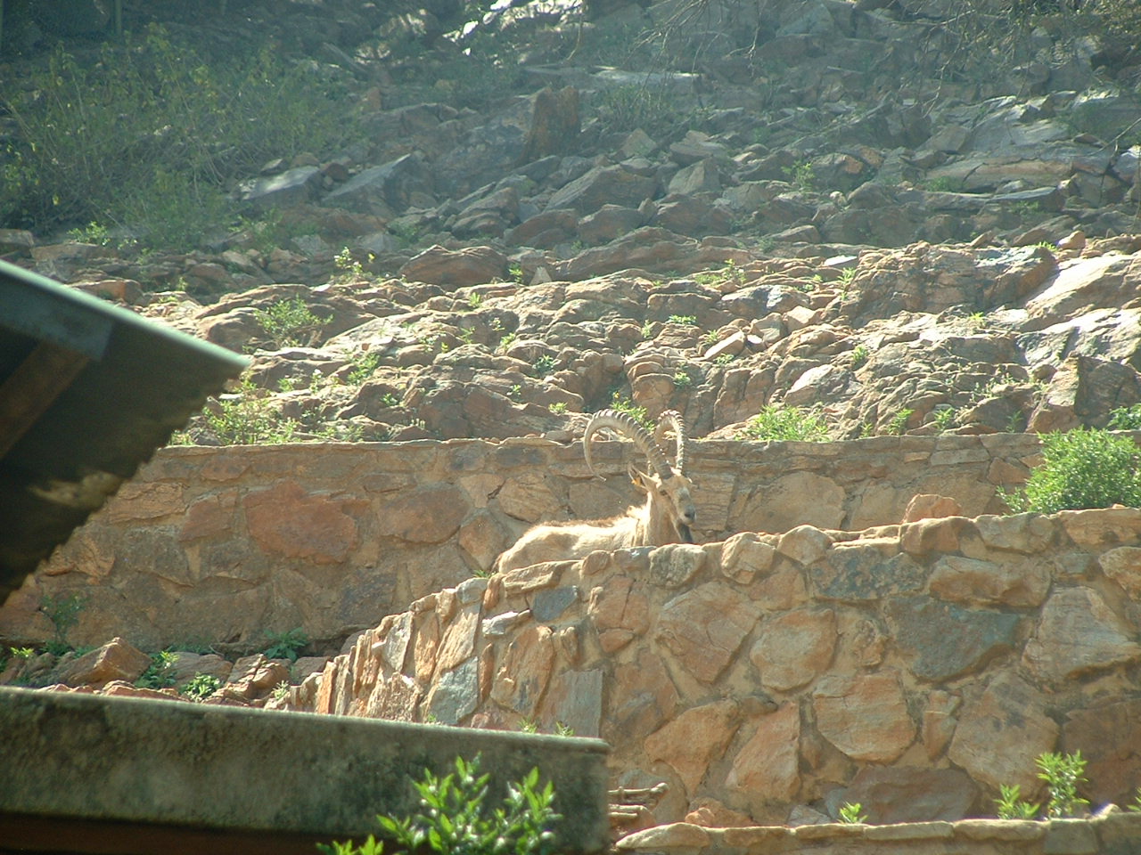 National Zoo of South Africa - Oct 2011