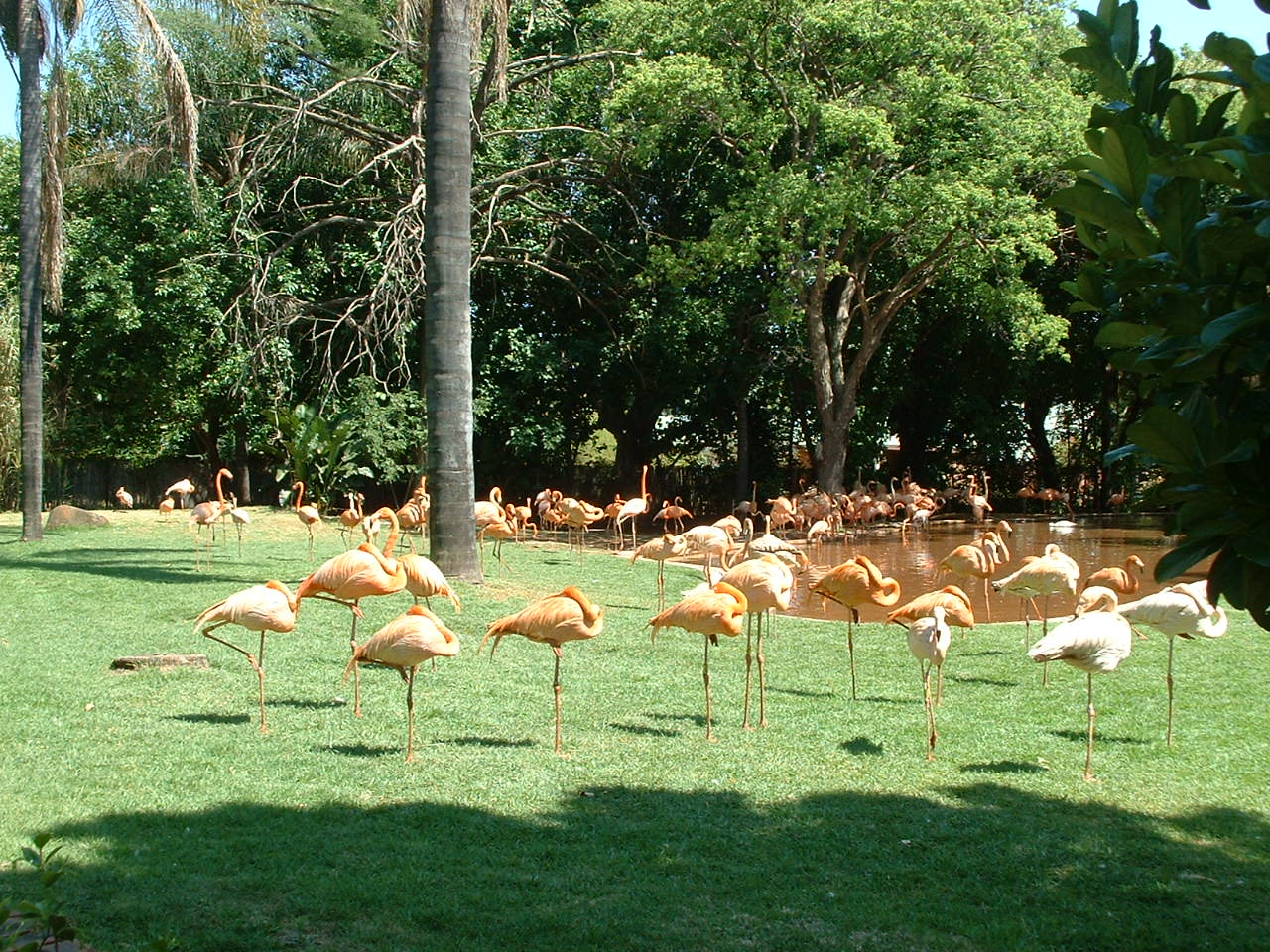 National Zoo of South Africa (Pretoria) - Oct 2011