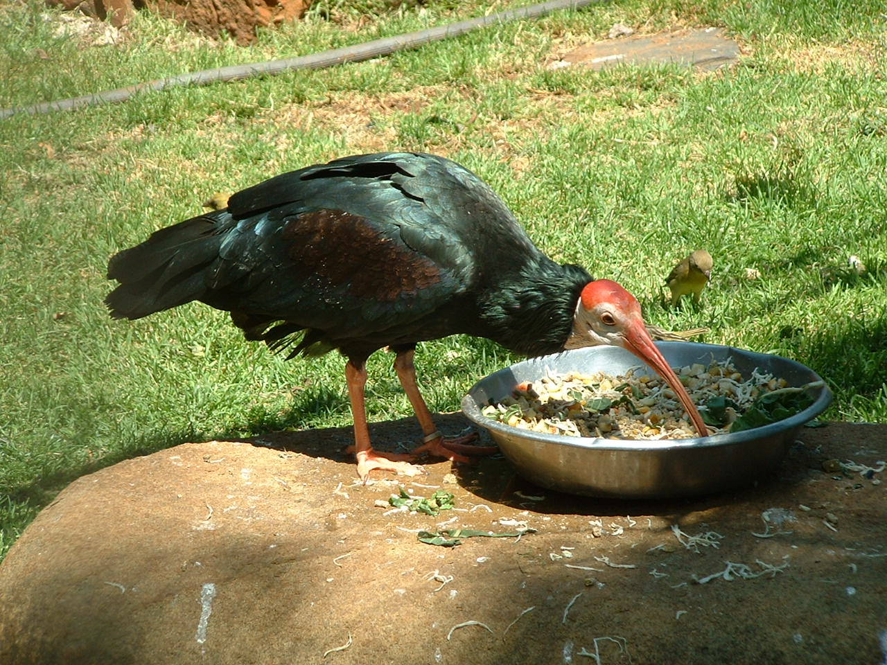 National Zoo of South Africa (Pretoria) - Oct 2011