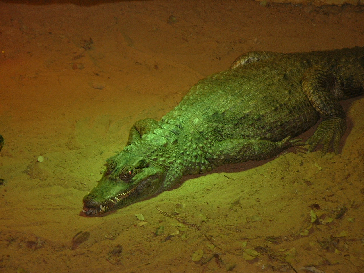 National Zoo of South Africa