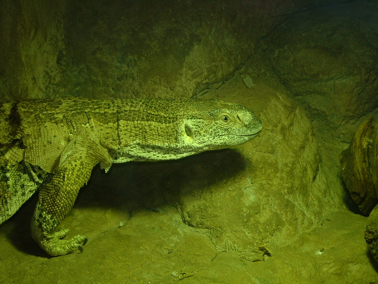 National Zoo of South Africa