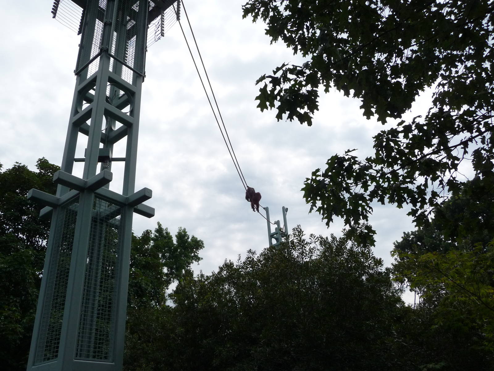 National Zoo - Orangutan O-Line