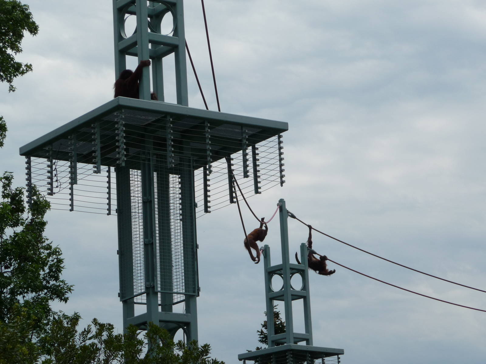 National Zoo - Orangutan O-Line