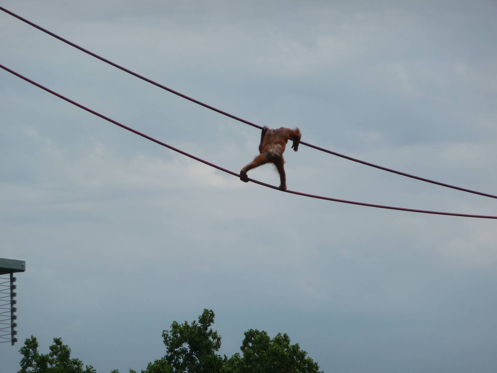 National Zoo - Orangutan O-Line
