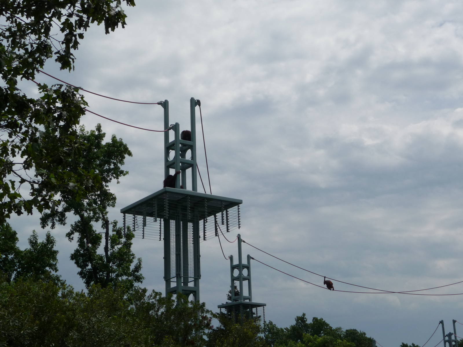 National Zoo - Orangutan O-Line