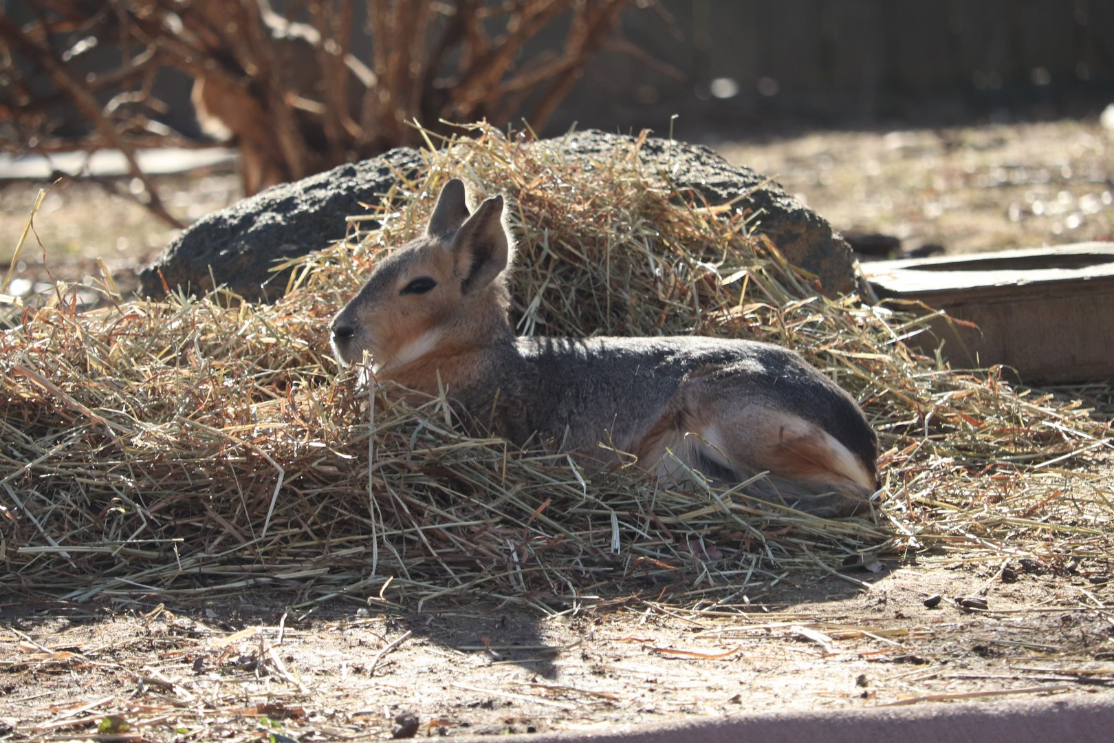 National Zoo - Patagonian Mara