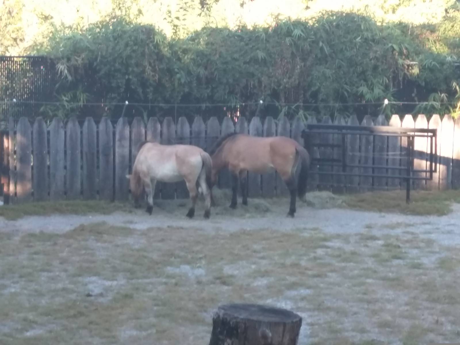 National Zoo - Przewalski's Horse