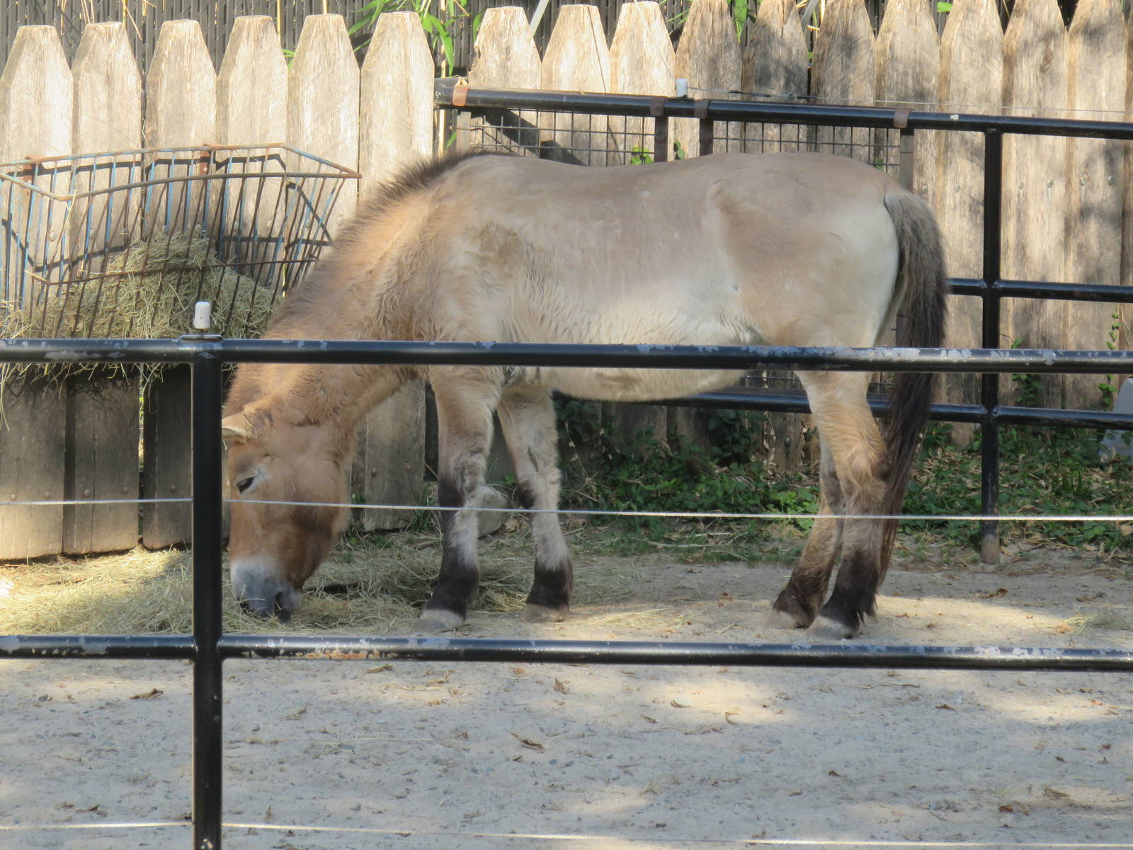 National Zoo - Przewalski's Horse