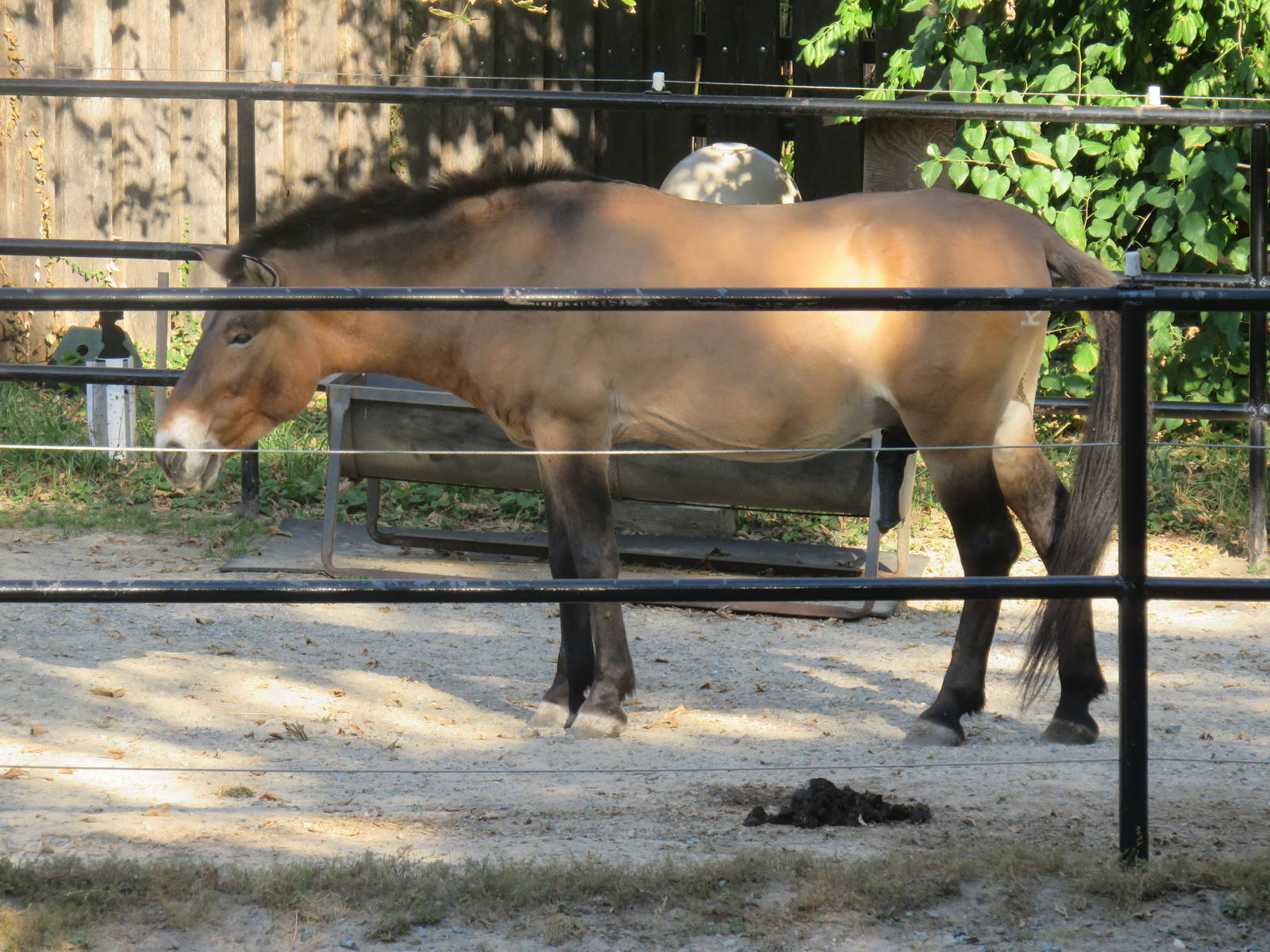 National Zoo - Przewalski's Horse