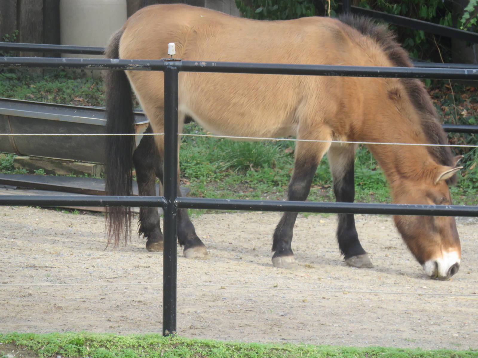 National Zoo - Przewalski's Horse