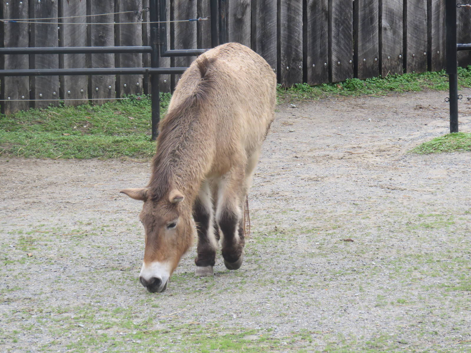 National Zoo - Przewalski's Horse