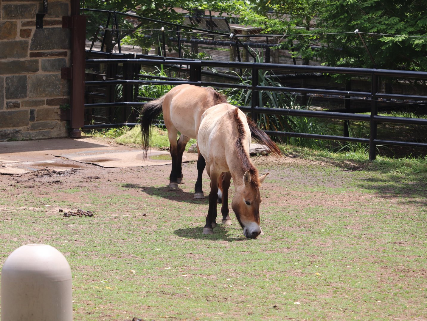 National Zoo - Przewalski’s Horses