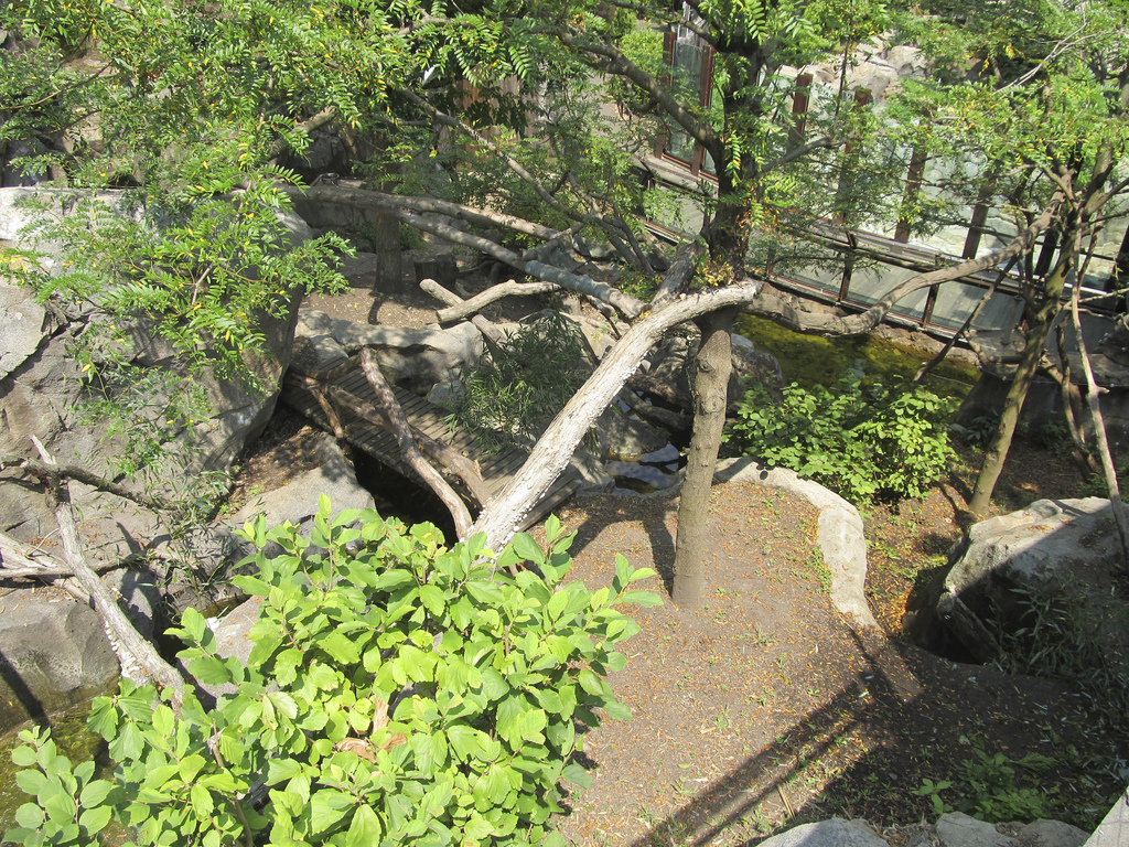 National Zoo: Red Panda Exhibit