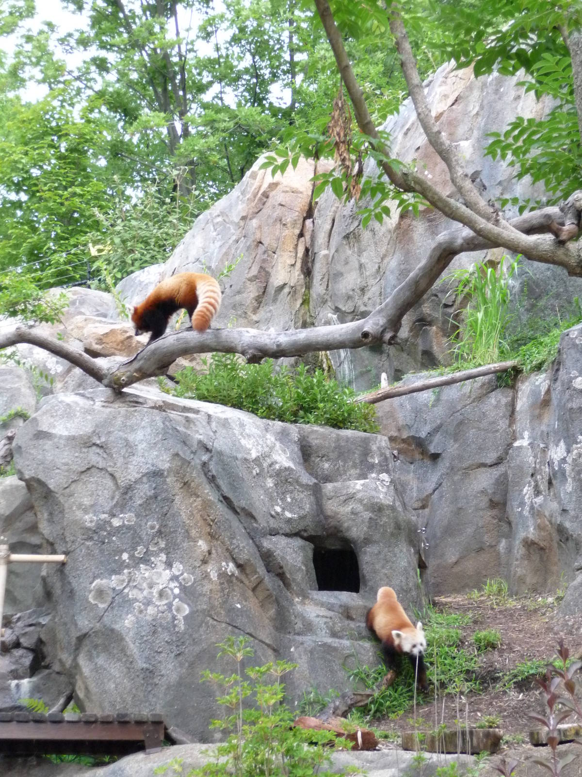 National Zoo - Red Pandas