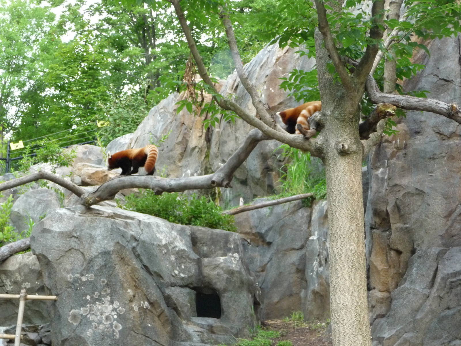 National Zoo - Red Pandas