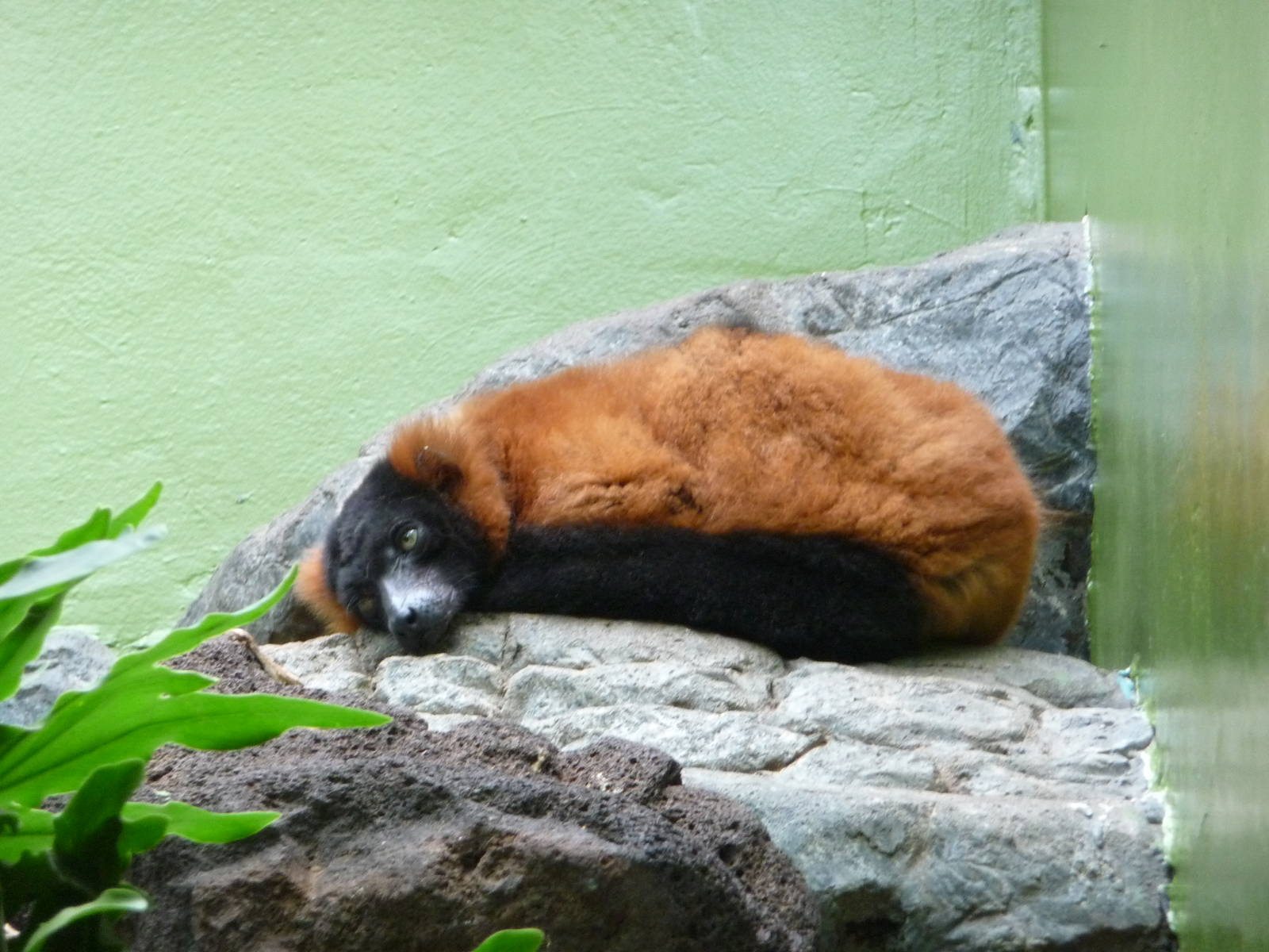 National Zoo - Red Ruffed Lemur