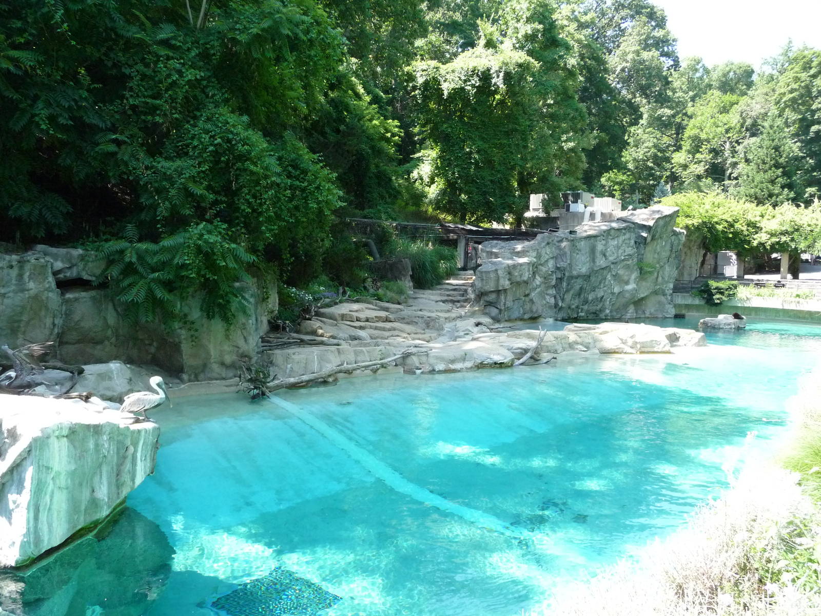 National Zoo - Sea Lion Pool