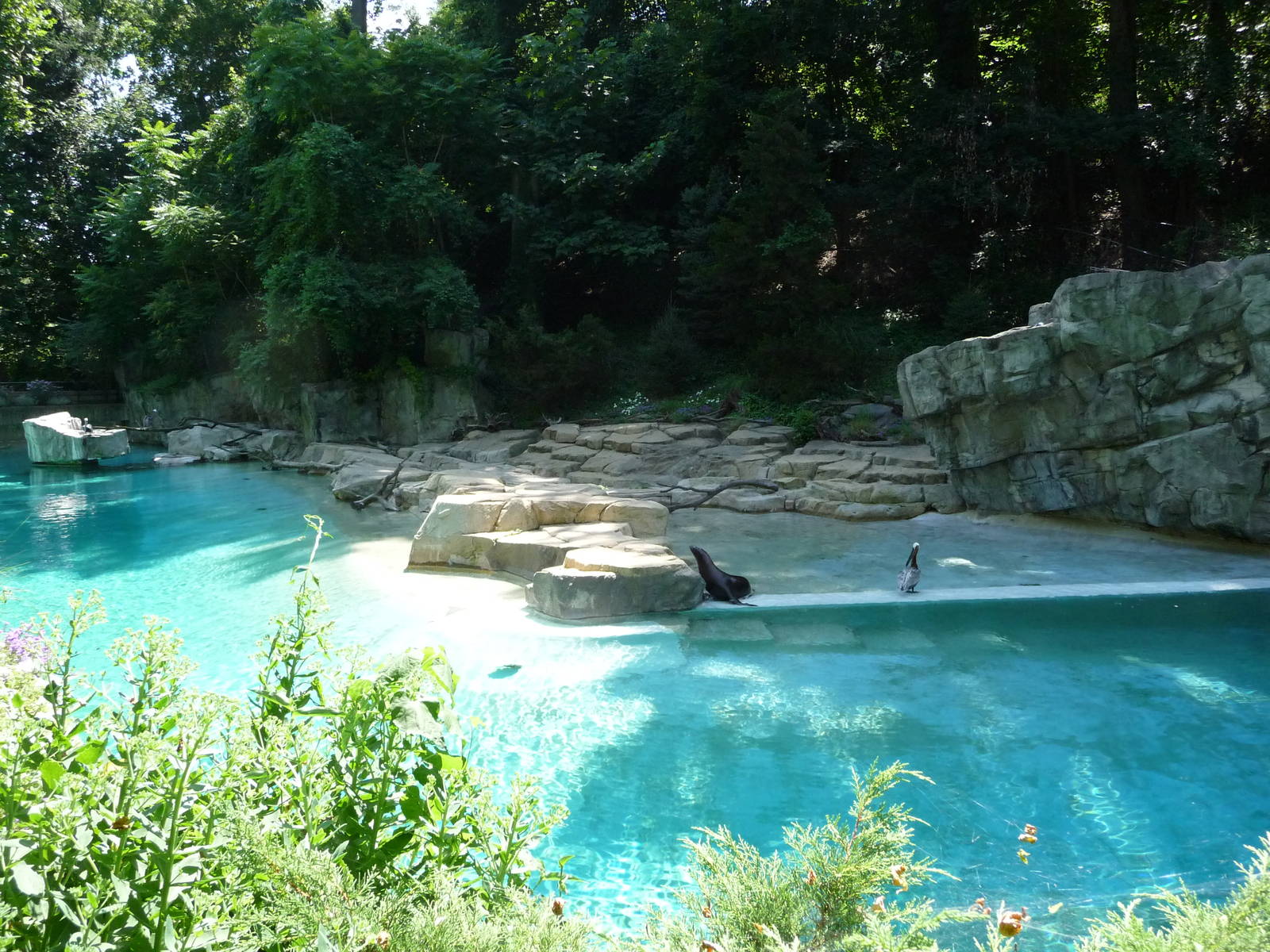 National Zoo - Sea Lion Pool