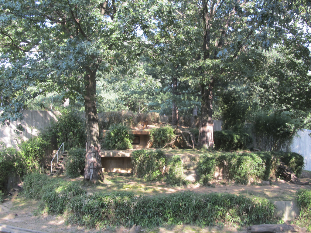 National Zoo: Sumatran Tiger Exhibit