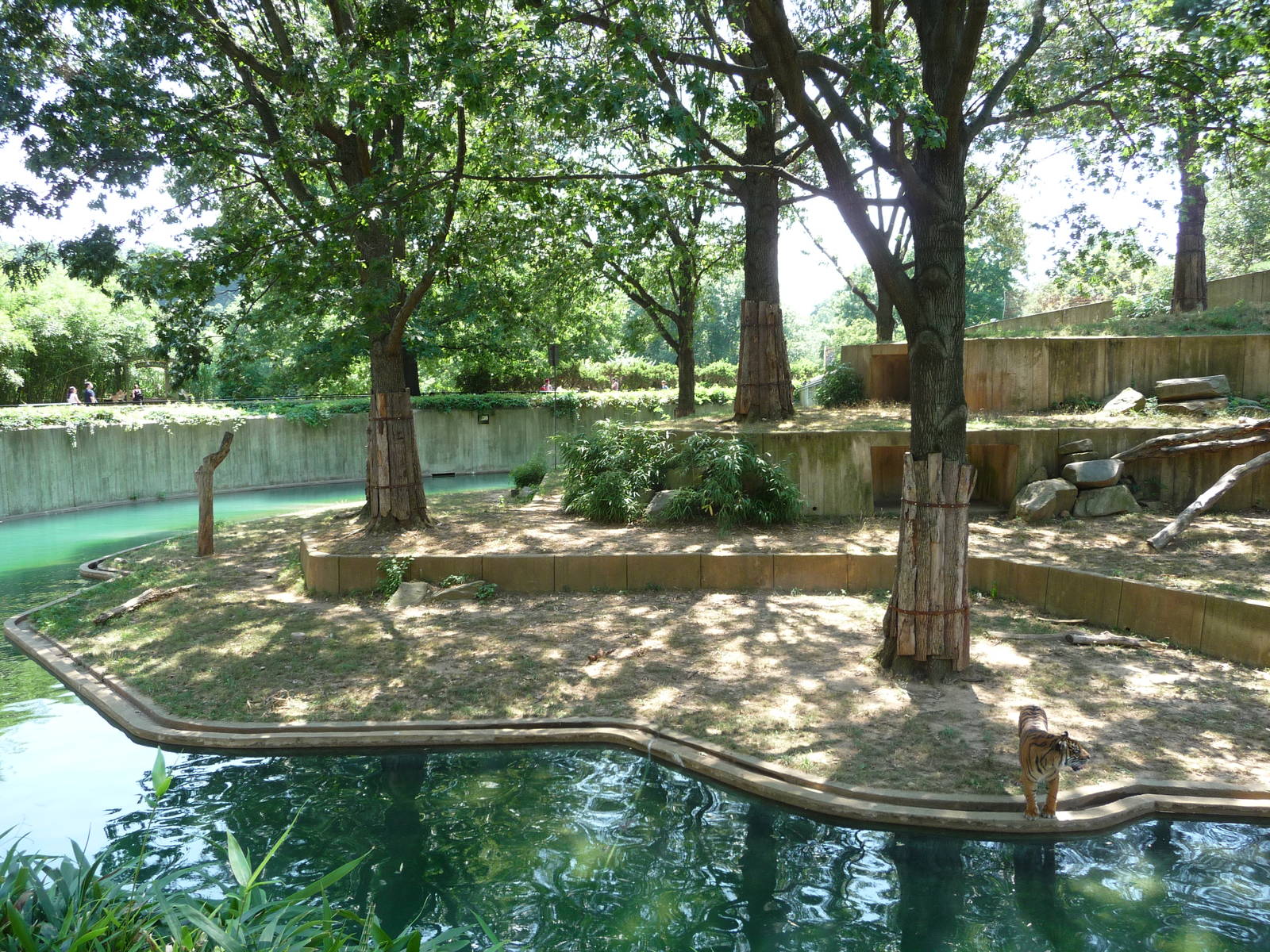 National Zoo - Sumatran Tiger Habitat