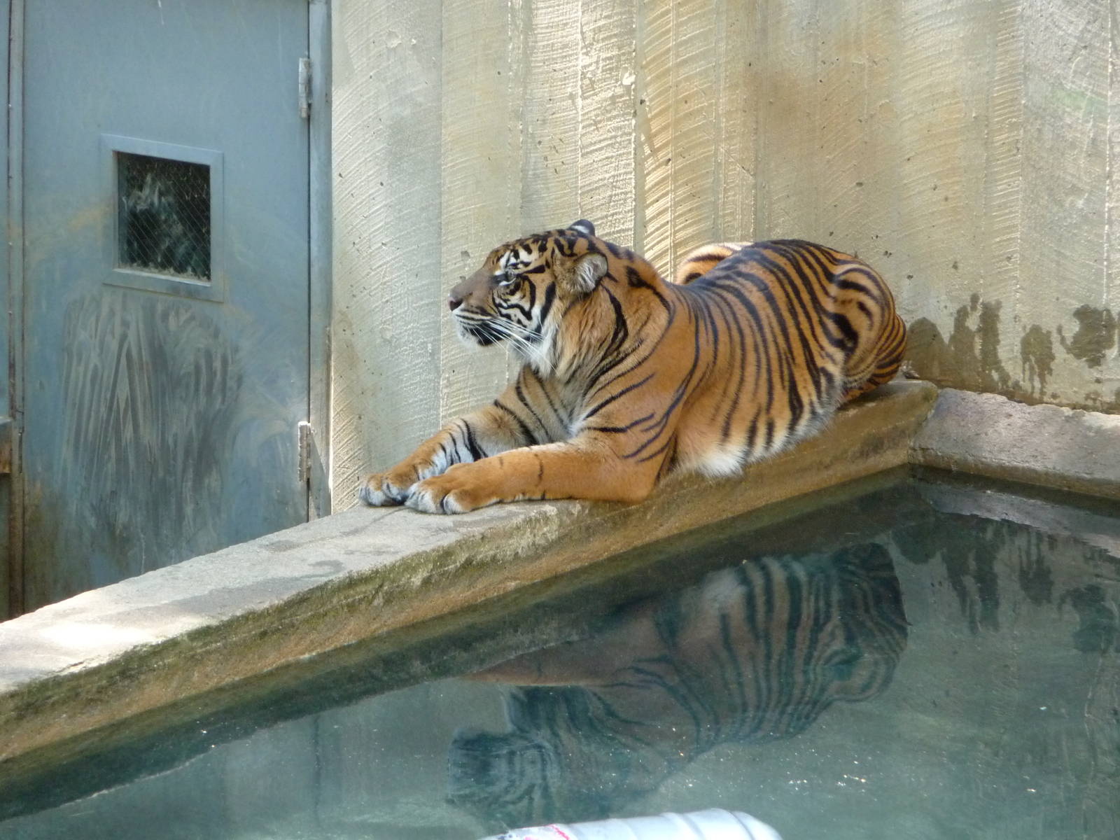 National Zoo - Sumatran Tiger