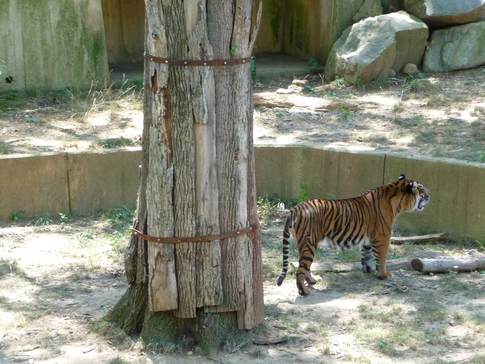 National Zoo - Sumatran Tiger