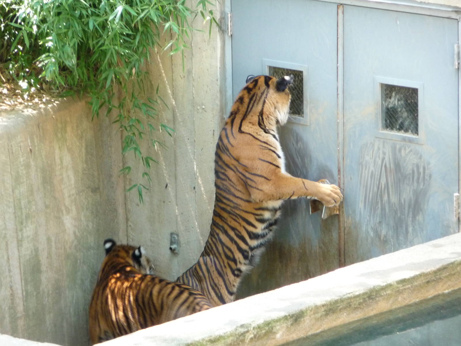 National Zoo - Sumatran Tiger
