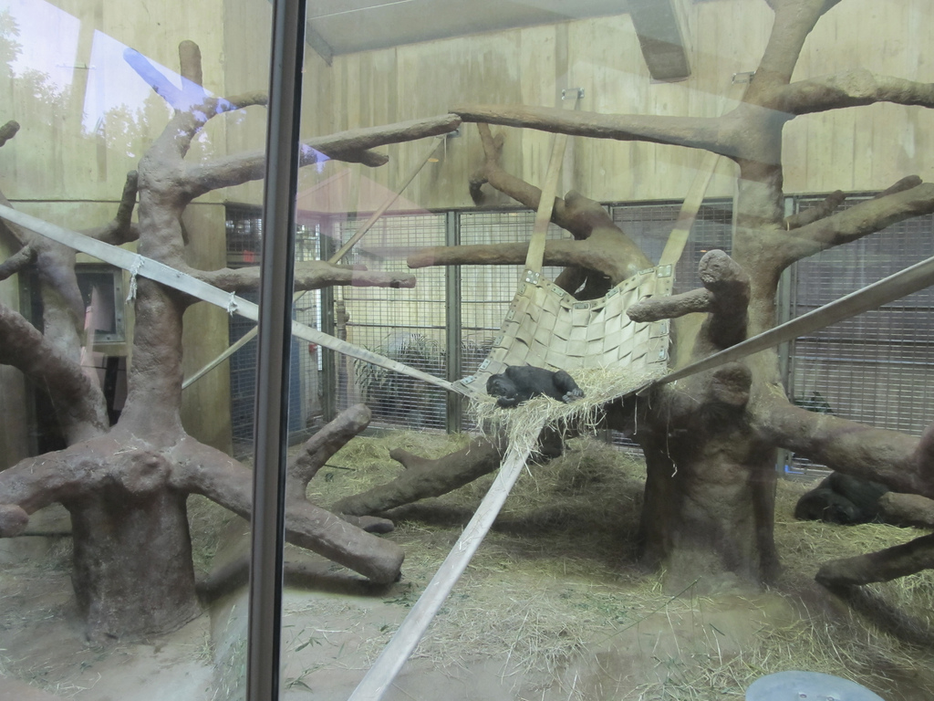 National Zoo: Western Lowland Gorilla Indoor