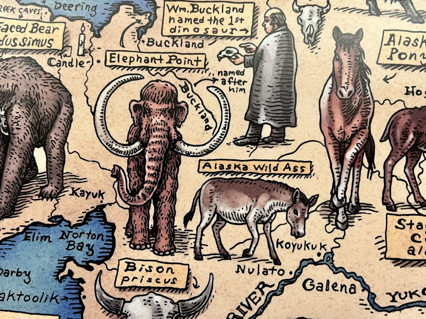 Native Alaskans - Wild Asses