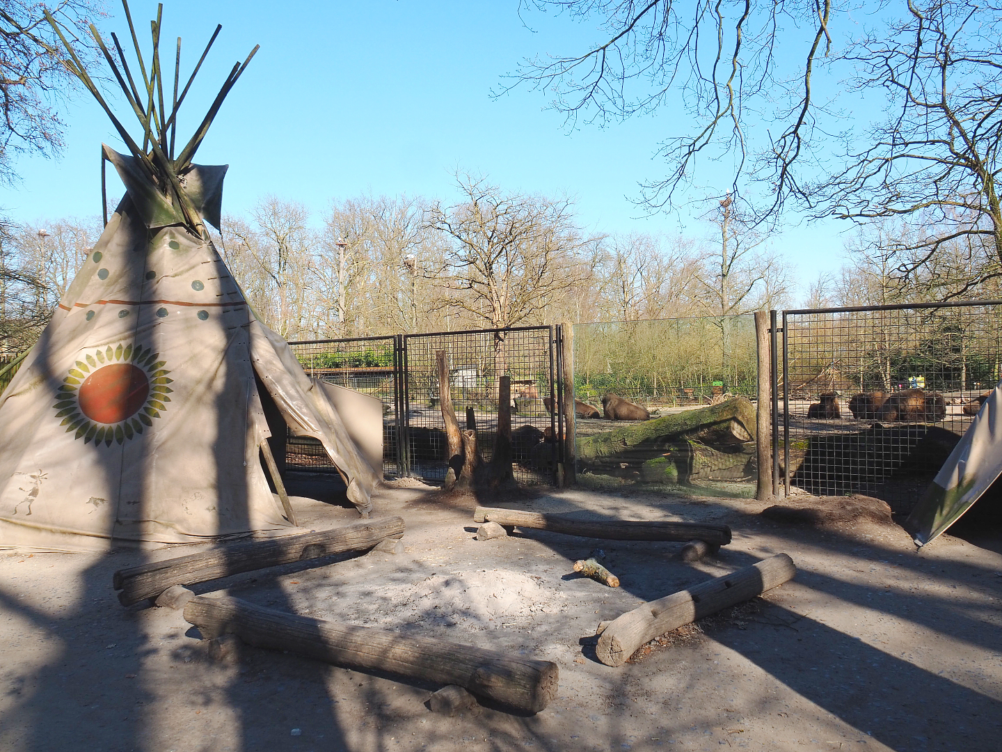 Native American village with view of prairie paddock with American Plains bisons and Rocky Mountain wapitis, 2022-03-08