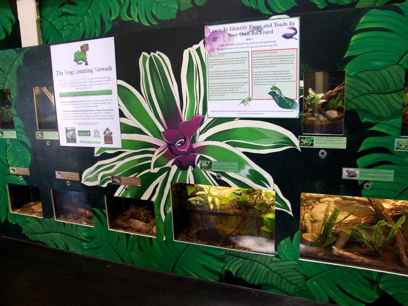 Native Amphibian Exhibits at Lowry Park, 13/10/13
