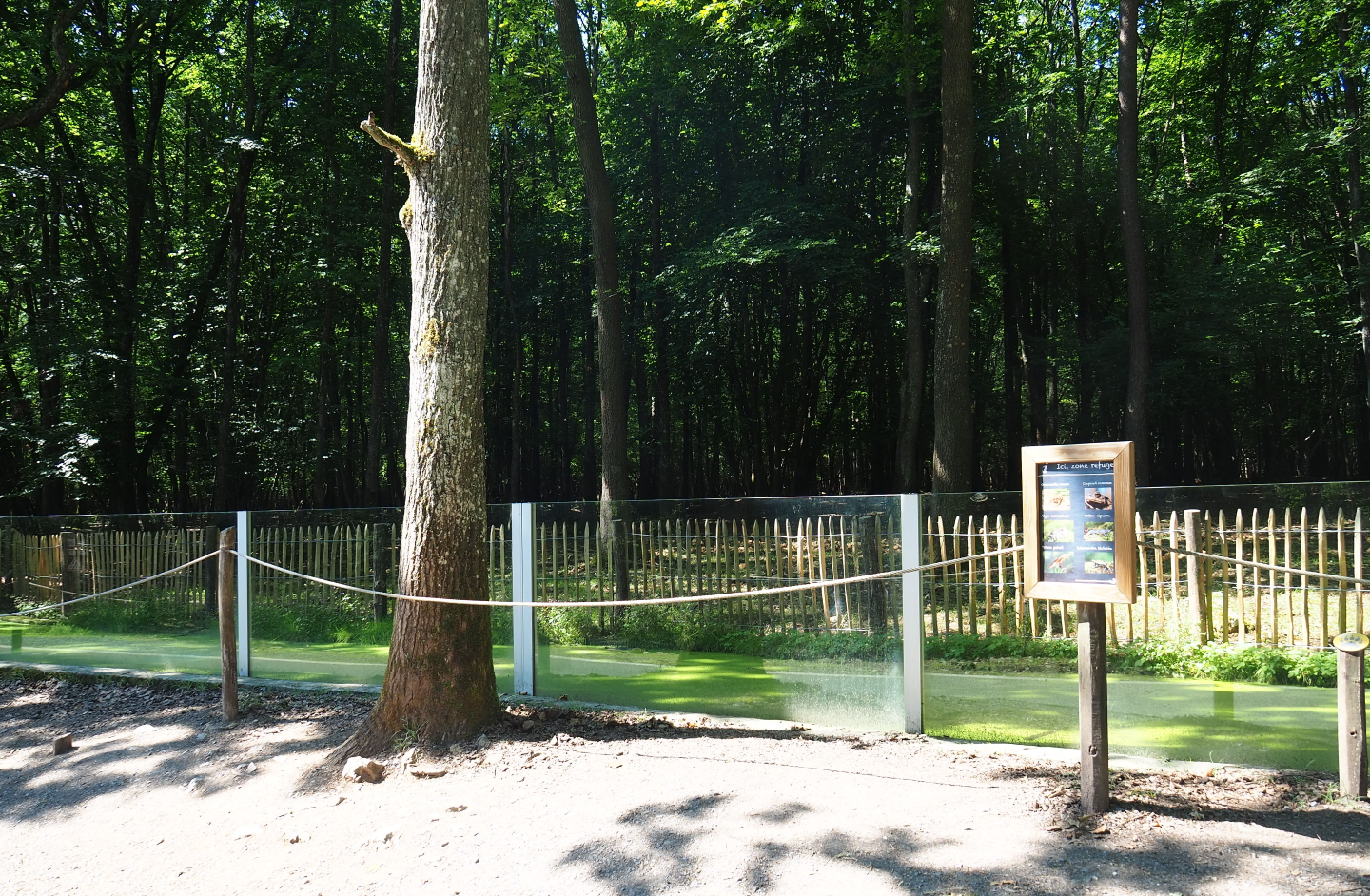 Native amphibian pool at former site of European wildcat exhibit, 2020-07-12