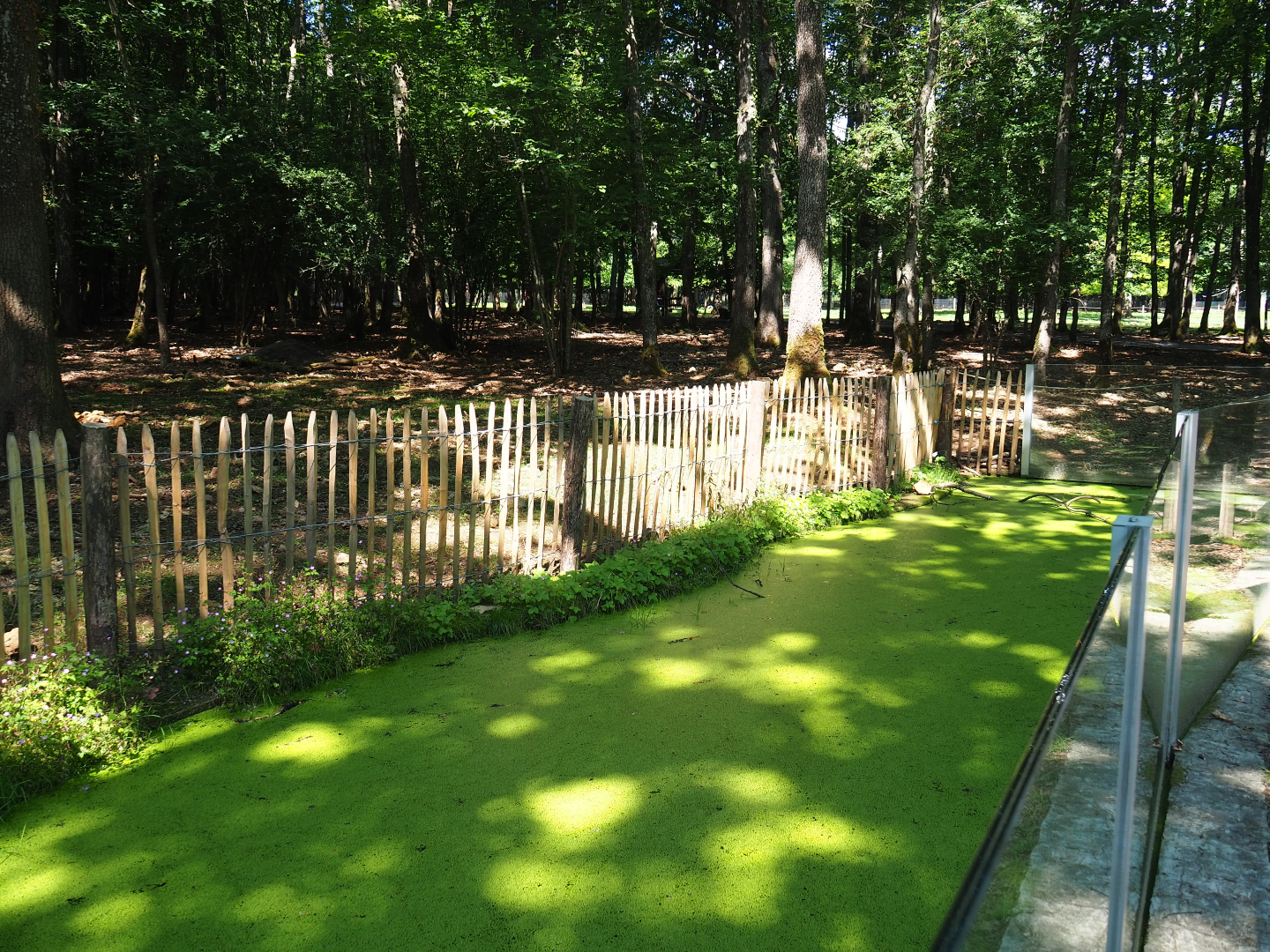 Native amphibian pool at former site of European wildcat exhibit, 2020-07-12