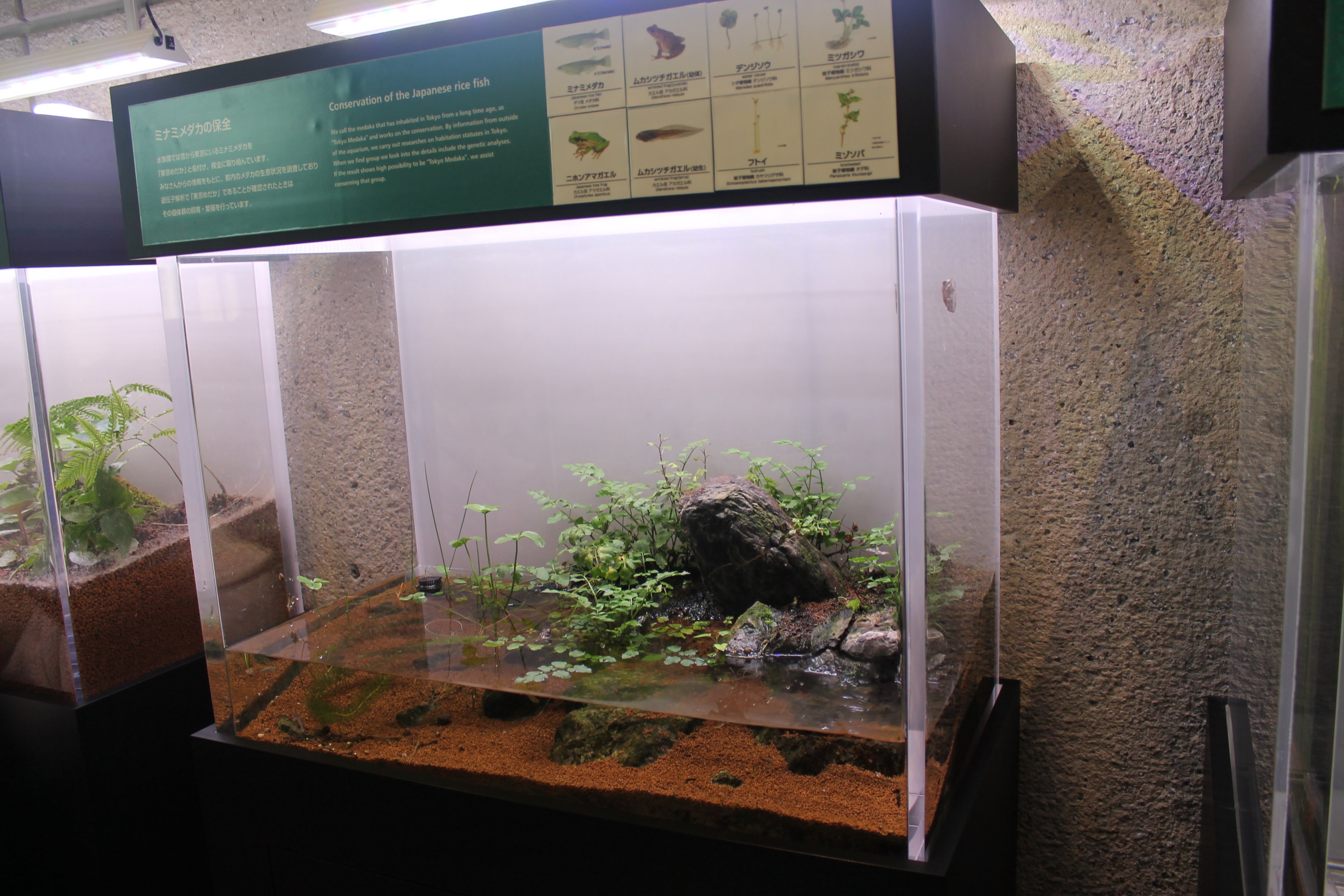 Native amphibians tank
