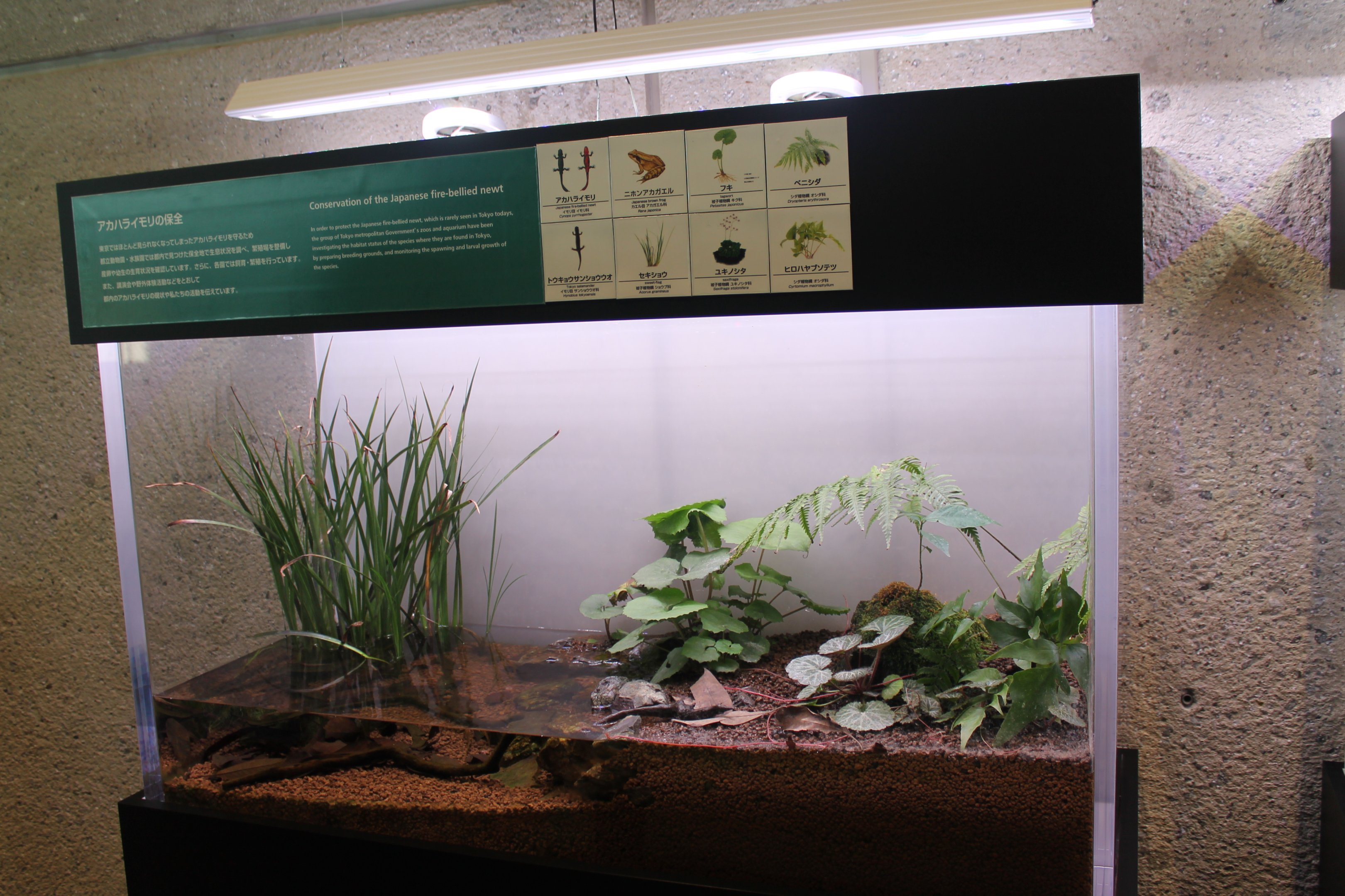 Native amphibians tank
