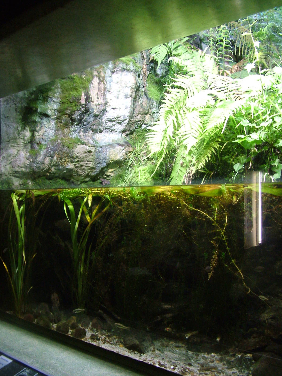 Native Aqua-Terrarium at Frankfurt 31/08/10