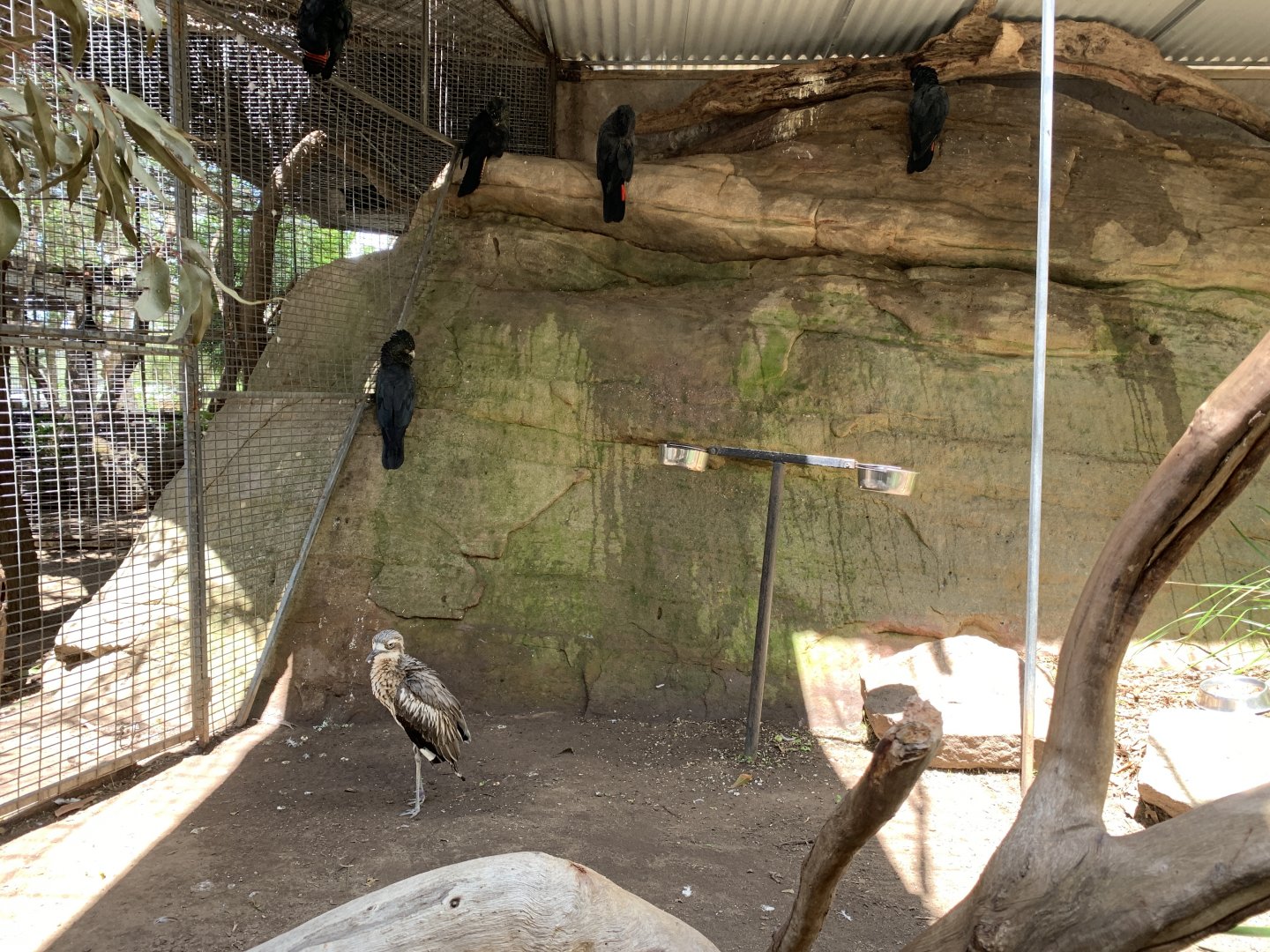 Native Aviary