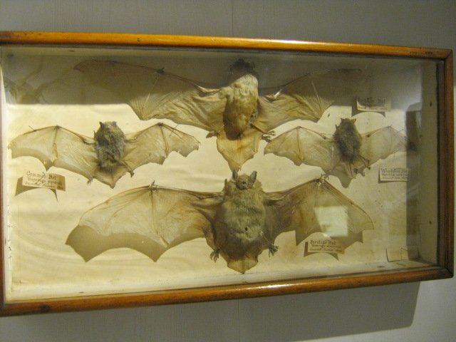 Native Bat collection, Portsmouth Nat Hist Museum 2015