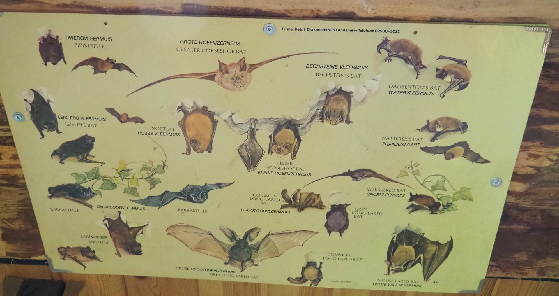 Native bat species poster, 2022-05-17