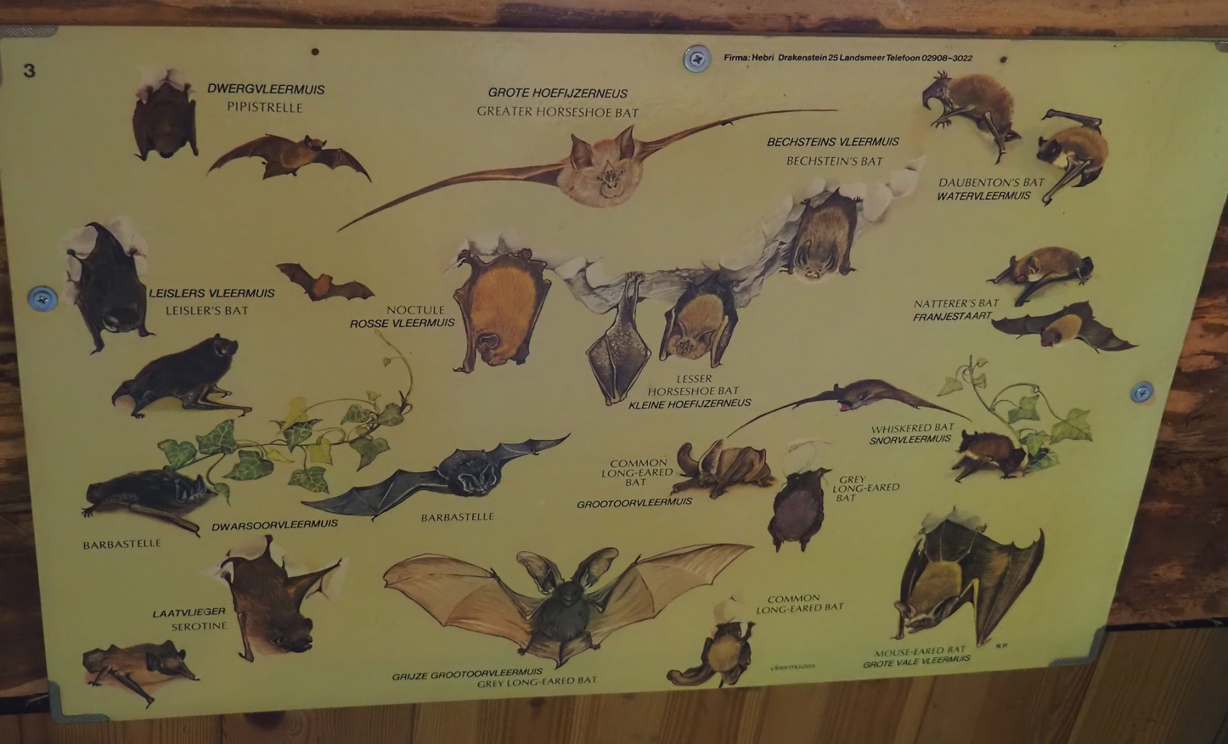 Native bat species sign, 2024-04-14