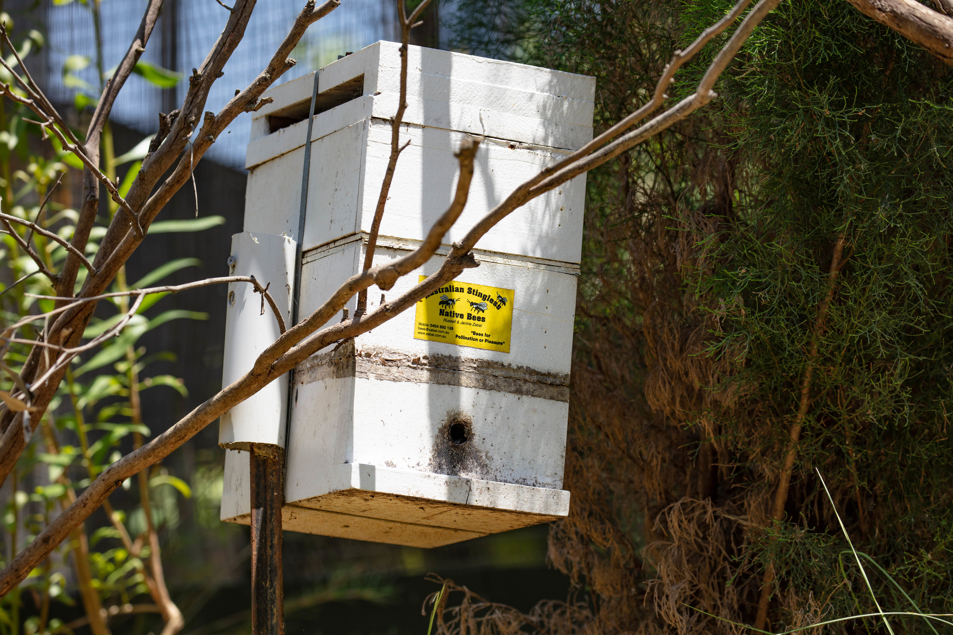 Native Bee hive