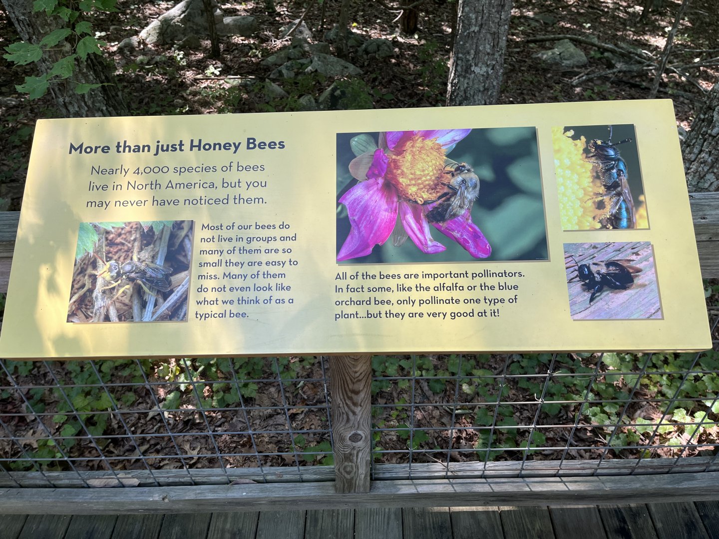 Native Bee Signage at Honeybee Garden