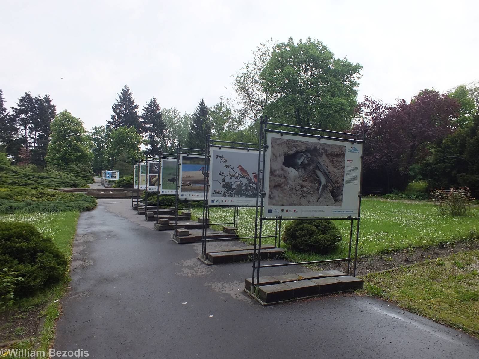Native Birds Display
