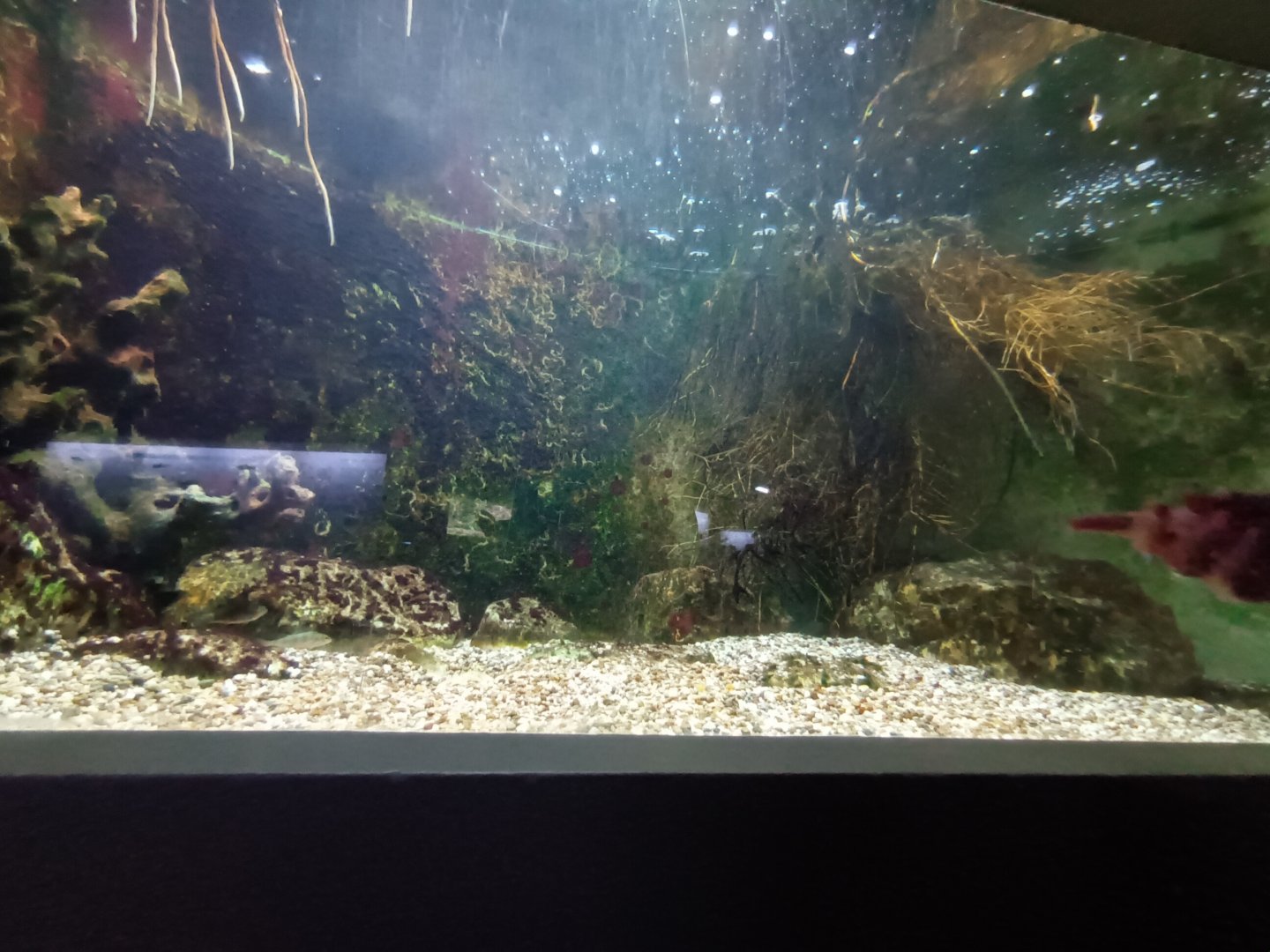 Native carnivorous Fish Tank