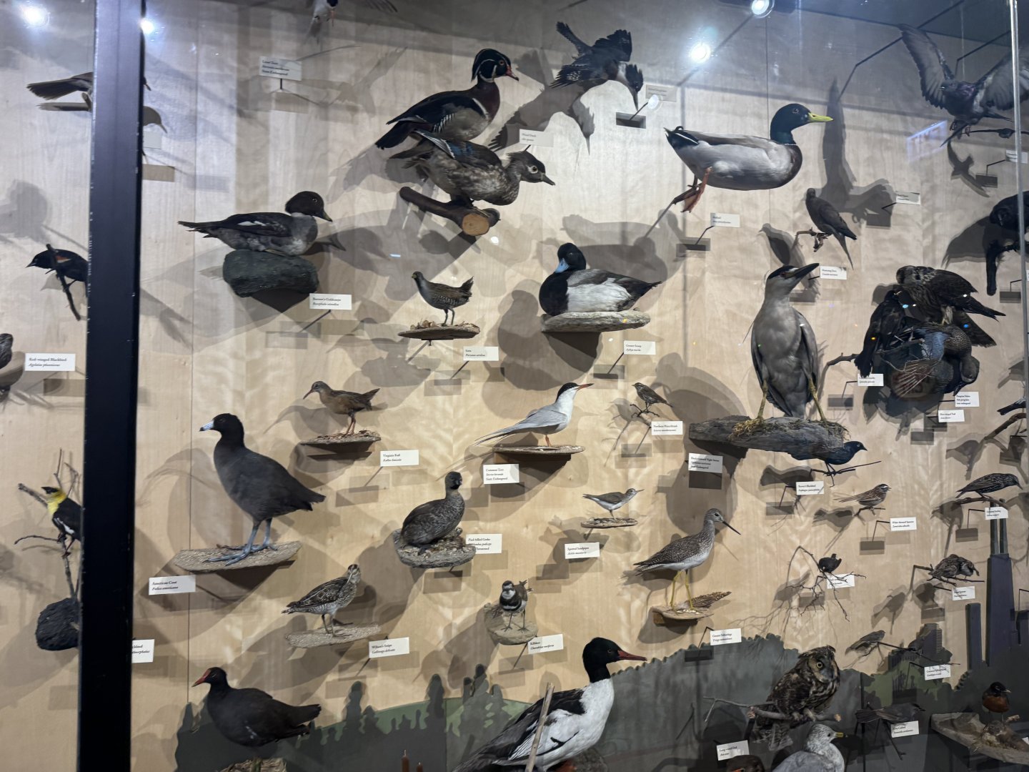 Native Chicago Bird Taxidermy- December 2024