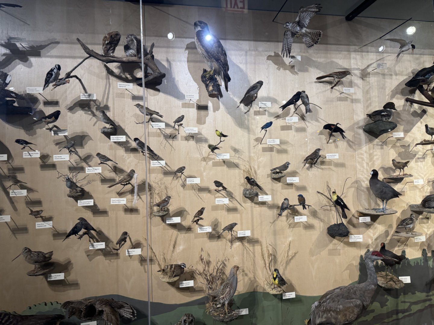 Native Chicago Bird Taxidermy- December 2024