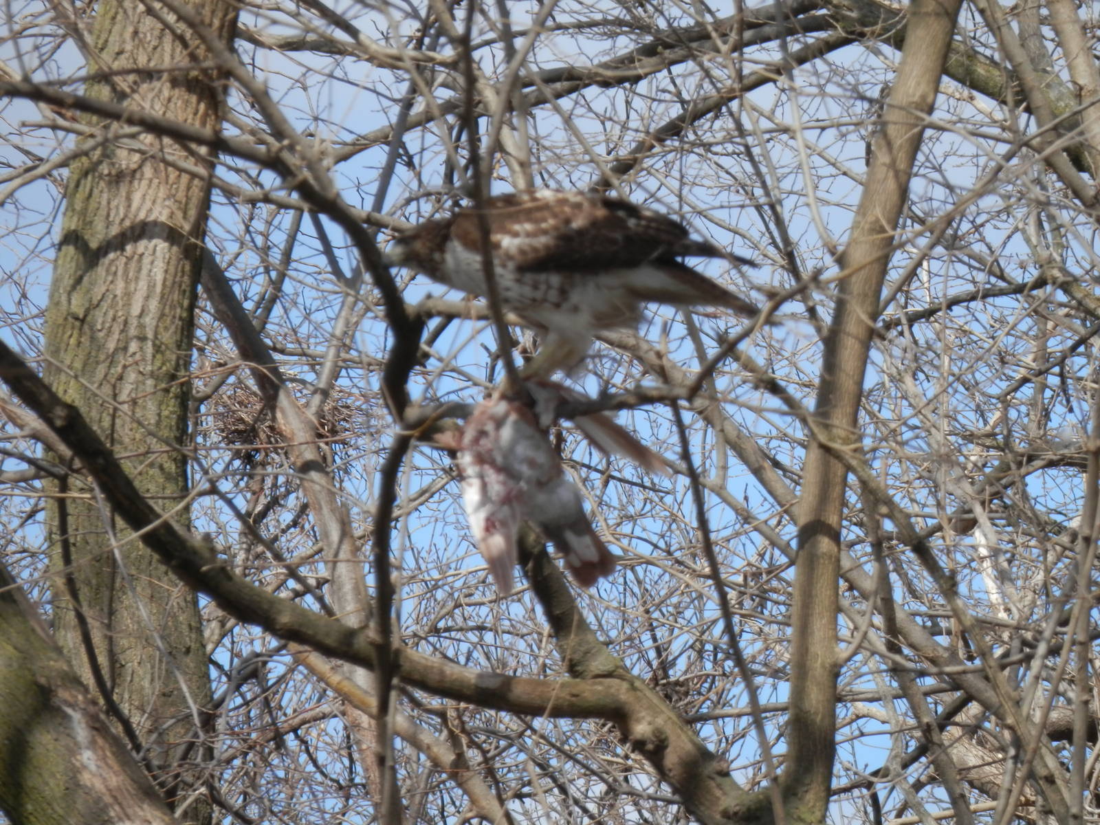 Native Coopers Hawk eating a pigeon