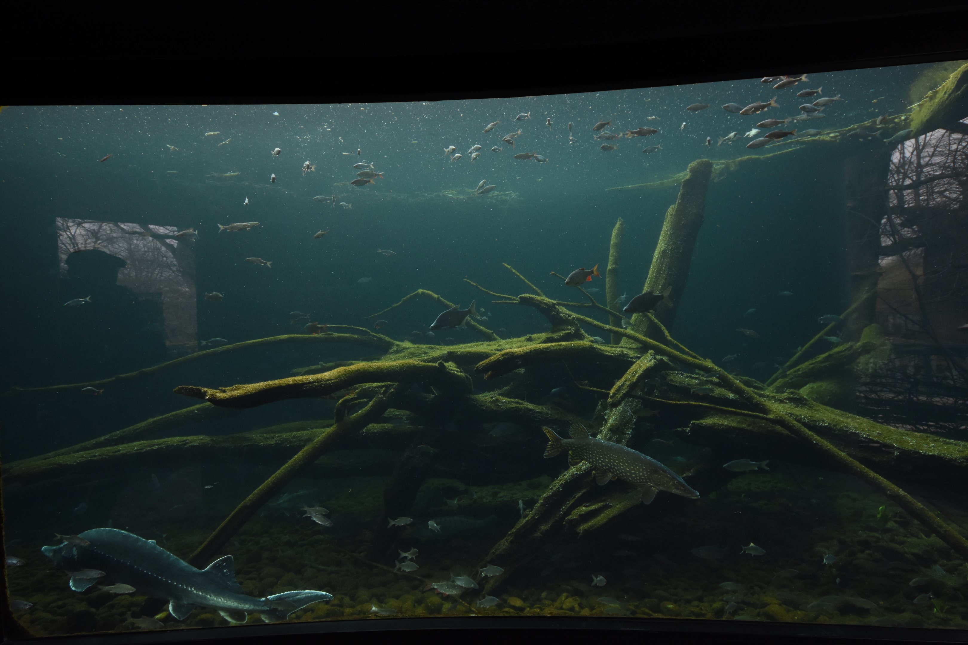 Native fish aquarium