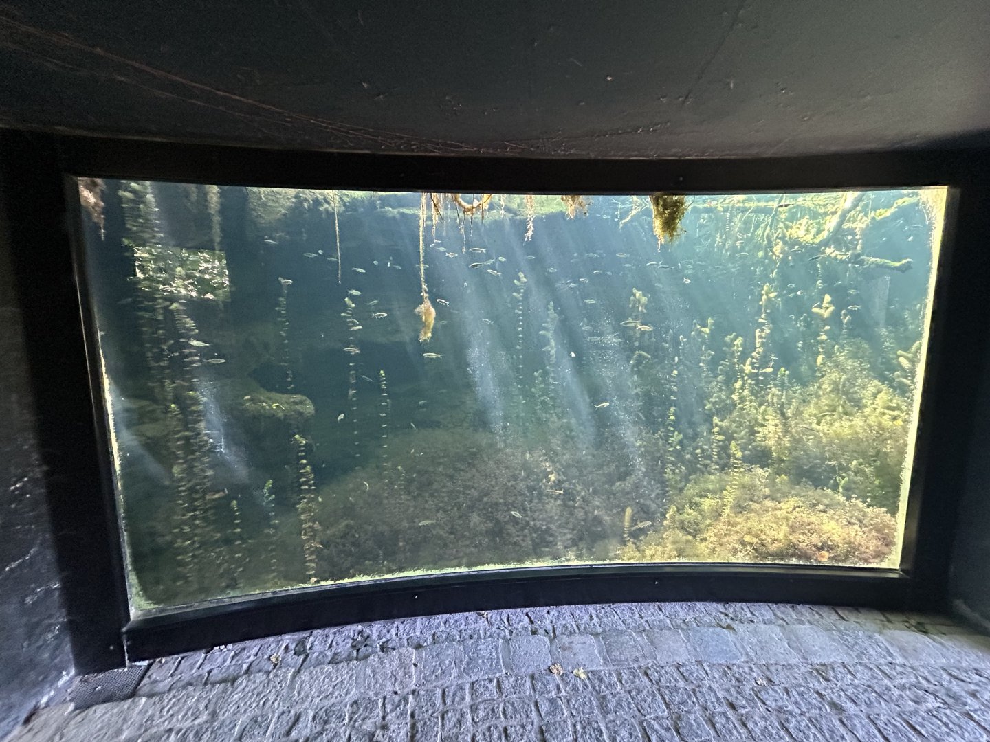 Native Fish Exhibit (1 of 3)